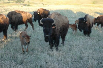 Herde von Bison