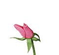 blume_005 blume_005